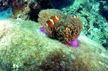 Fototapeta na wymiar Clownfish found in coral reef area at Redang island, Malaysia