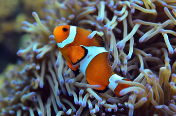 Naklejka na ściany i meble Clownfish found in coral reef area at Redang island, Malaysia