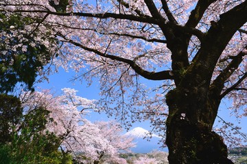富士山と桜
