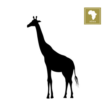 Black silhouette of a giraffe on a white background. Detailed drawing. African animals. Vector illustration
