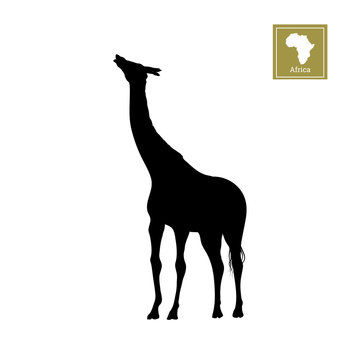 Black silhouette of a giraffe on a white background. Detailed drawing. African animals. Vector illustration
