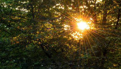 Eine aufgehende Sonne zwischen den Blättern eines Waldes