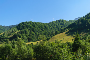 Fototapeta na wymiar green hills covered with green forest and clear blue sky