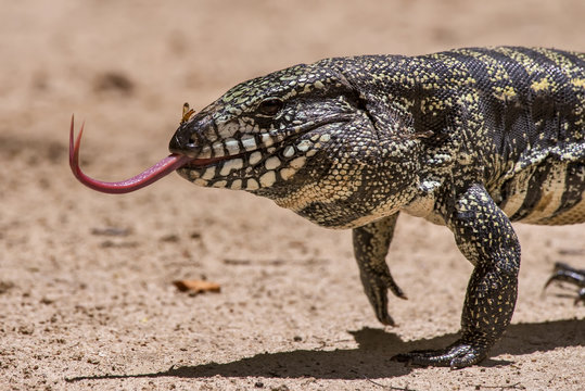 Tei&uacute; (Salvator merianae) | Black-and-white Tegu photographed in Linhares, Esp&iacute;rito Santo - Southeast of Brazil. Atlantic Forest Biome. 