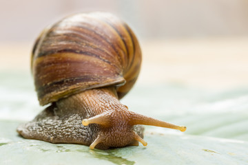 snail crawling on green banana leaves