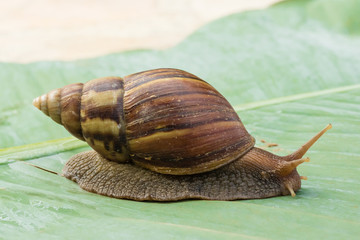 snail crawling on green banana leaves