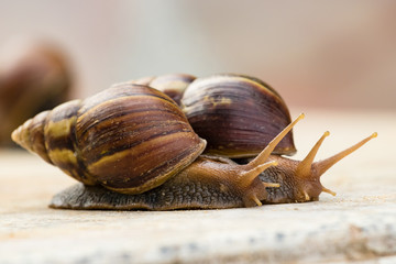 two snail crawling on the marble table