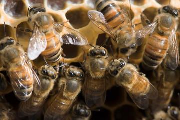 Honey Bee on the hive in Southeast Asia.