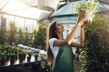 Posh female gardener hanging a plant in her owner operated greenhouse store running online business.