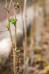 Saplings of raspberry. Young raspberry bushes. Raspberry seedlings.