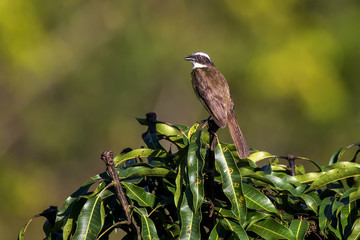 Fototapeta premium Bentevizinho-de-penacho-vermelho (Myiozetetes similis) | Social Flycatcher photographed in Linhares, Espírito Santo - Southeast of Brazil. Atlantic Forest Biome. 