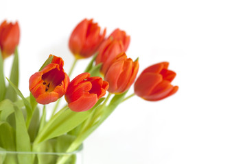 Tulpenstrauß