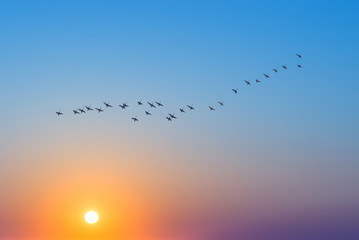Birds at sunrise or sunset nature concept