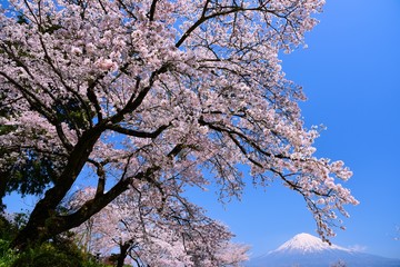 富士山と桜