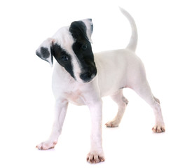 puppy jack russel terrier