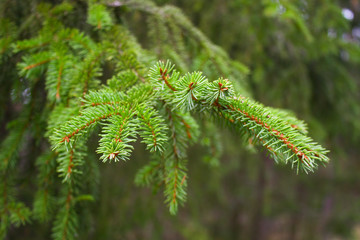 Shot of forest needles hanging in tree.