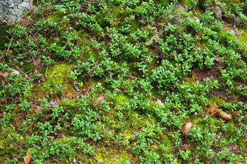 Deep natural green forest grass background texture.