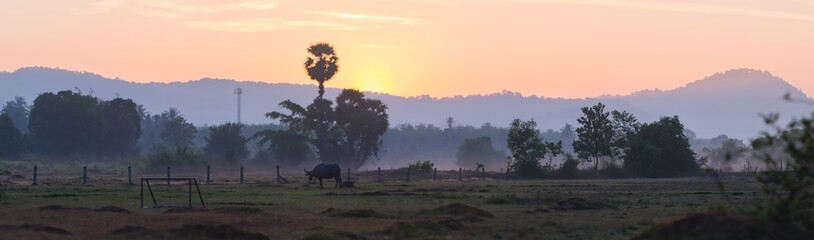 Panorama: buffalo in sunrise