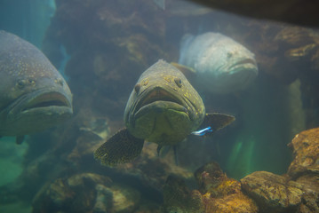 Giant grouper, Queensland grouper