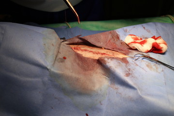 Suture of skin by dog in anestesia