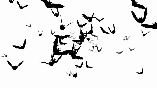 Flying bats - seamless loop, 4K, alpha channel included
