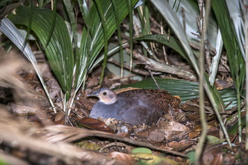 Jaó-do-sul (Crypturellus noctivagus) |  Yellow-legged Tinamou photographed in Linhares, Espírito Santo - Southeast of Brazil. Atlantic Forest Biome. 