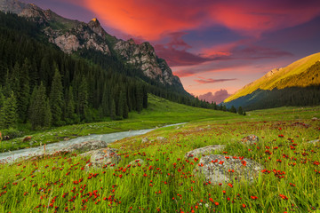 Obrazy na Szkle  Blooming valley at sunset in the mountains