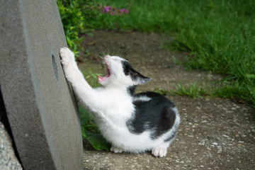 Black and white kitten scratching a stone and yawning