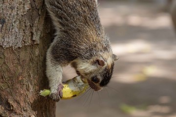 Giant squirrel, Sri Lanka