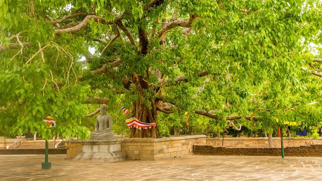 Buddha statue under the bodhi tree at the Jetavanarama Dagoba, the biggest stupa in Anuradhapura, Sri Lanka.