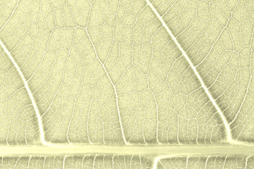 Leaf texture pattern background for graphic website template. spring beauty. environment and ecology idea concept design. Color effect.