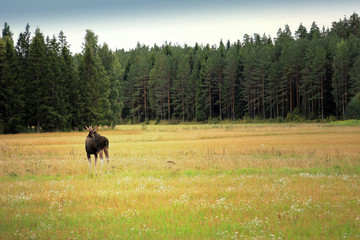 Elk and Forest