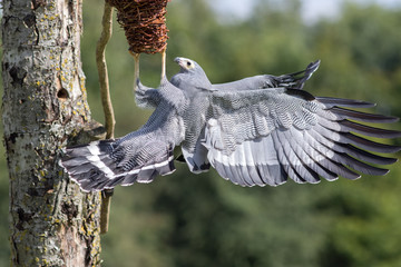 Amazing animal. African Harrier hawk bird of prey foraging for food at nest.