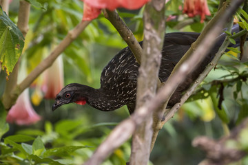 Jacuaçu (Penelope obscura) | Dusky-legged Guan photographed in Afonso Claudio, Espírito Santo - Southeast of Brazil. Atlantic Forest Biome. 