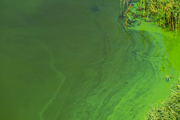 Blooming green water. Green algae polluted river