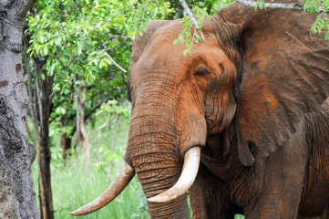 Close-up of elephant in Mikumi national park, Tanzania