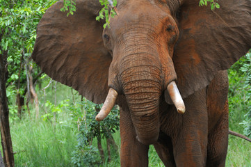 Elephant in the bush. Mikumi National Park, Tanzania