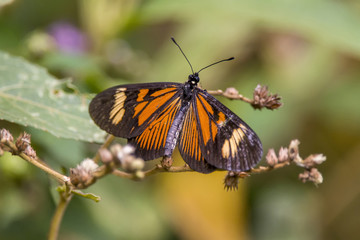Borboleta-pellenea (Actinote pellenea) | Brush-footed Butterfly photographed in Afonso Claudio, Espírito Santo - Southeast of Brazil. Atlantic Forest Biome. 