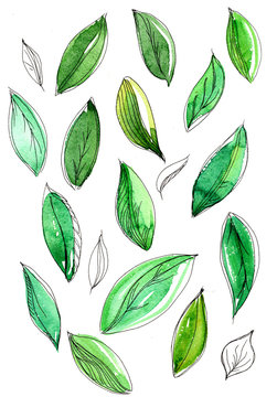 Зеленые листья на белом фоне, акварель