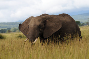 Naklejka na ściany i meble Elephant on African svanna - Nikumi National Park, Tanzania