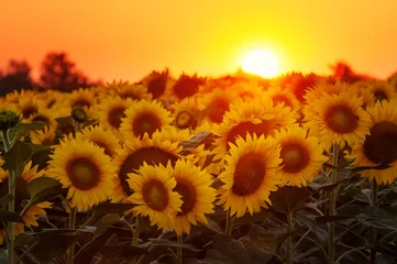 Fotobehang Zonnebloem Ondergaande zon op het zonnebloemveld