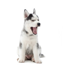 Little cute puppy siberian husky yawning with opened mouth, wanting sleep, after games. Furry little dog like wolf atanding, posing at studio, against white. 