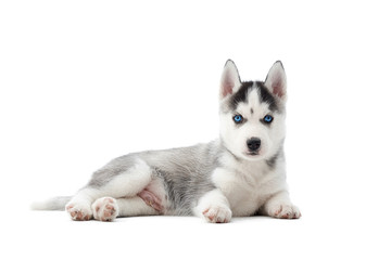 Front view of small dog of siberian husky, with blue eyes and gray fur like woolf. Little cute...
