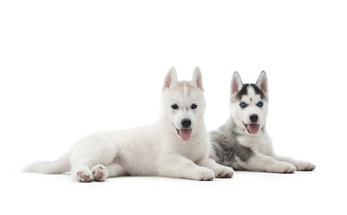 Isolated portrait of two puppies of siberian husky dog with blue eyes, lying on floor and resting after activity. Dogs with opened mouth, relaxed, looking at camera, showing tongue. Carried pets.