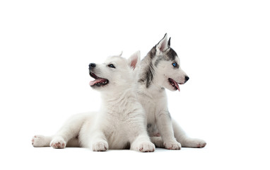 Front view of two pretty puppies of siberian husky dog, girl and boy, white and gray with blue eyes, resting at studio and playing. Little carried pets, posing, waiting for food.  White background.
