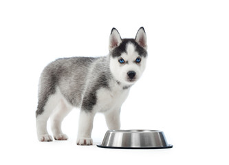 Studio portrait of carried and cute puppy of siberian husky dog standing near silver plate with water or food. Little funny dog with blue eyes, gray and black fur. Studio isolate on white.