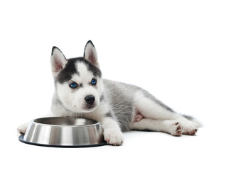 Front view of carried puppy of siberian husky dog lying against silver plate with water or food. Little funny dog with blue eyes, gray and black fur, playing, looking away. Studio isolate on white.