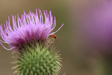 A very small insect crawls out of a lilac flower of a thistle