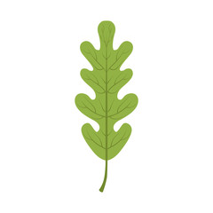 Oak tree green leaf vector Illustration