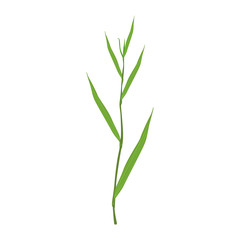 Sedge green grass vector Illustration